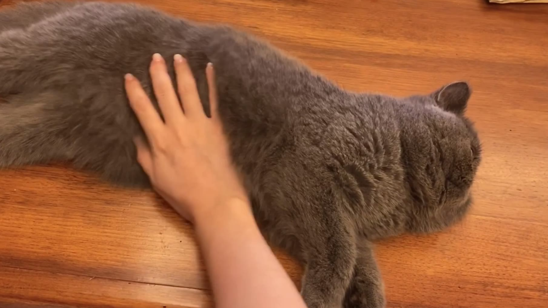 「汤汤姆姆与杰杰瑞瑞」我沦陷了,猫猫怎么可以这么可爱!